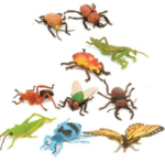 Insect Collection