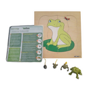 Life Cycle of a Frog