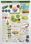 Plant and Animal Cells - Biology