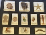 Mini Beasts- Ocean Specimens