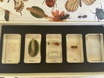 Mini Beasts Silkworm Life Cycle 