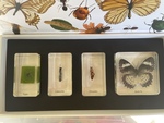 Mini Beasts- Butterfly Life Cycle