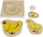 Chicken Lifecycle Puzzle