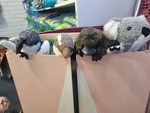 Australian Animal Puppets