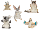 Australian animal plush hand puppets