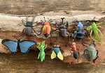 Insect collection