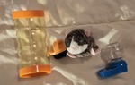 Pet toy Guineapig