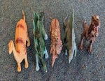 Dinosaur Collection