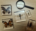 Natural science bugs and butterfly’s 