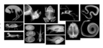 Animal X-Rays