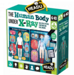 The Human Body Under X-Ray