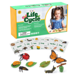 Life Cycle Matching Card Set