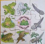 FROGS LIFE CYCLE