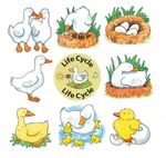 DUCK LIFE CYCLE PUZZLE