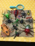 BUG COLLECTION