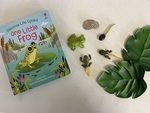 N2 016: Frog Life Cycle 