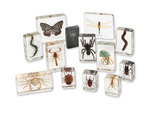 Mini Beasts - Arthropods