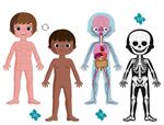P47: Human Body : 4 educational puzzles : Glow in the dark