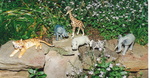 AFRICAN ANIMALS - 6 pieces 3pce missing