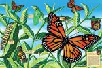 Monarch Butterfly Life Cycle Floor Puzzle - 48pc