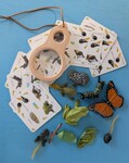 Life Cycles: Butterfly and Frog