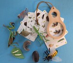 Life Cycles: Bee and Mantis