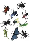 Insects 