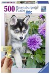 500 piece Puzzle - Cute Husky