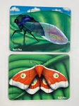 2 Insect Puzzles