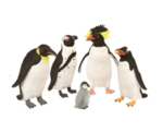 Penguins