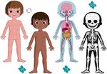 Human Body Puzzles