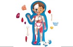 Human Body Puzzle