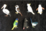 Australian Birds 