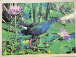 Purple Gallinule Puzzle
