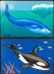 Whale Puzzle Set