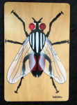 The Fly Puzzle