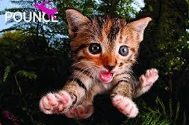 C2.100.8: 3D POUNCE PUZZLE