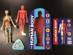 The Human Body