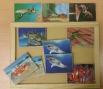 INSECT AND SEA MEMORY GAME