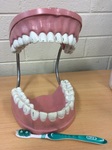 GIANT DENTAL CARE MODEL