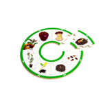 APPLE LIFE CYCLE PUZZLE