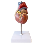 HUMAN HEART LIFE SIZE MODEL 2 PARTS
