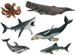 E020: Sea Animals