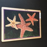Starfish puzzle