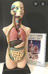 Human Torso Model Kit