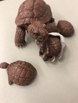 Tortoises 