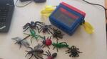 Bug Box and Bugs