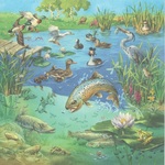 Lake Habitat Puzzle 