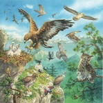 Bird Habitat Puzzle