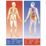 Human Anatomy Double-Sided puzzle